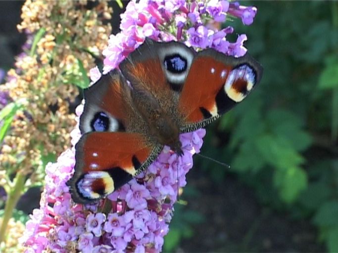 Tagpfauenauge ( Inachis io ), auf Sommerflieder : Moers, in unserem Garten, 07.09.2009